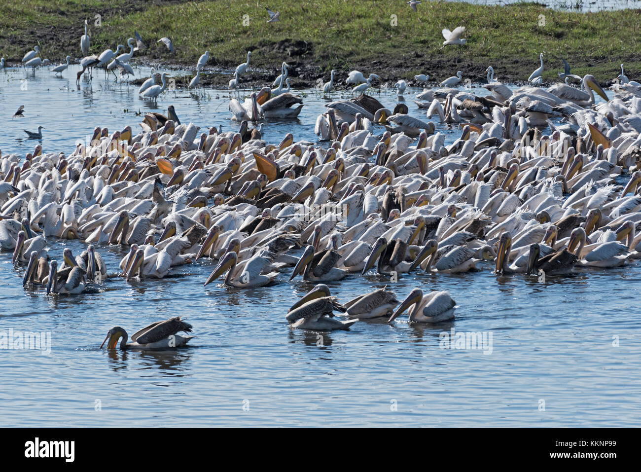 Großen weißen Pelikane an der Grenze Fluss Chobe Nationalpark, Botswana, Namibia Stockfoto