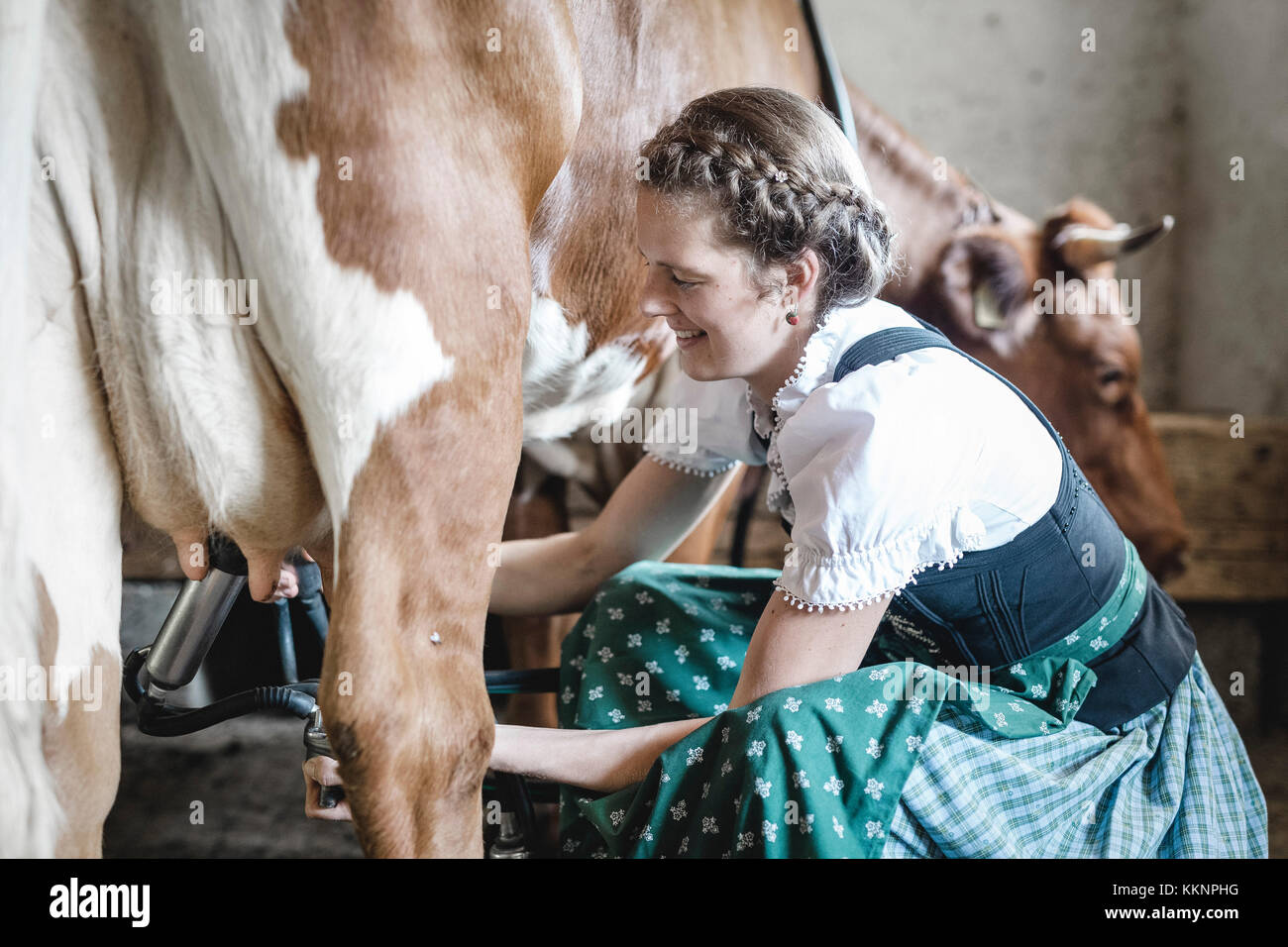 Bäuerin mit Dirndl Milch einer Kuh Stockfoto