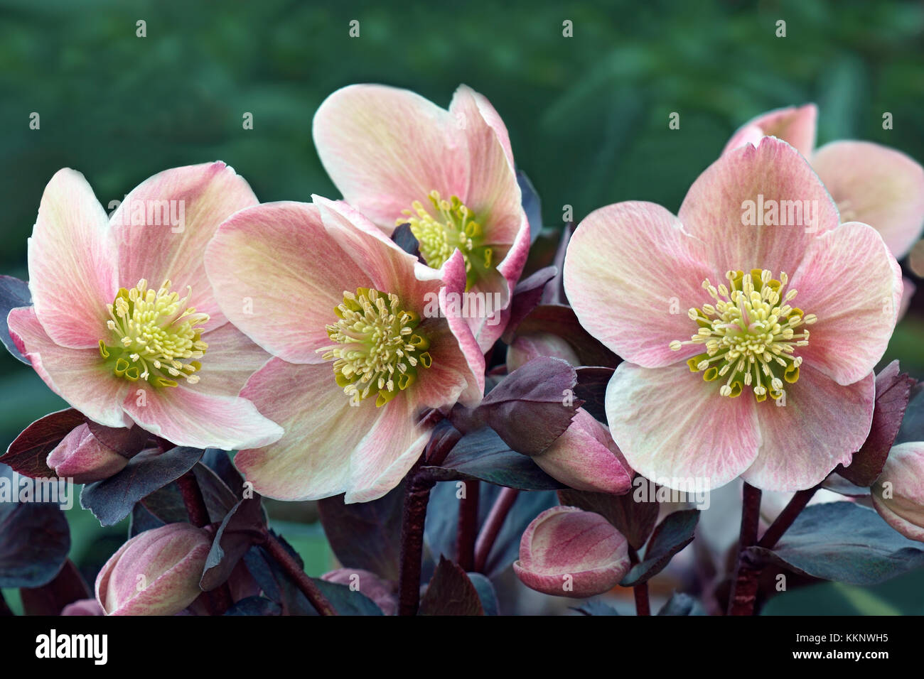 Fastenzeit Rose (helleborus x Hybridus) Stockfoto