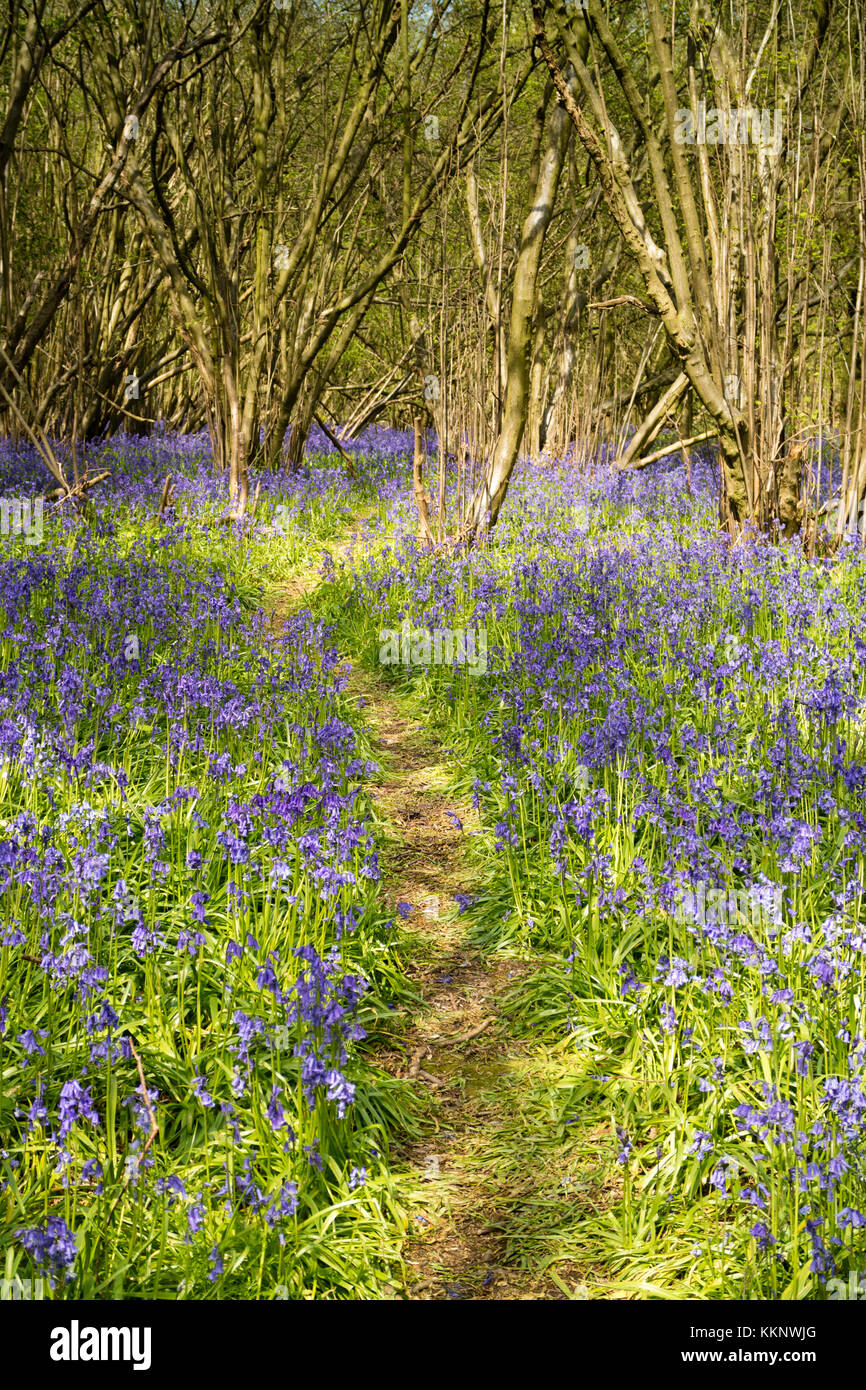 Bluebell Wood and Path, Rutland UK Stockfoto