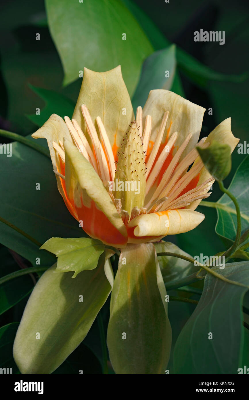 Tulpenbaum (Liriodendron tulipifera). namens tuliptree, amerikanische Tulpenbaum, Tulip poplar, Yellow Poplar, Weichholz und Geige - Baum auch Stockfoto
