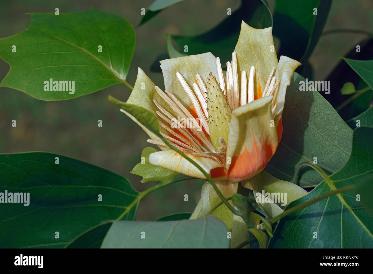 Tulpenbaum (Liriodendron tulipifera). namens tuliptree, amerikanische Tulpenbaum, Tulip poplar, Yellow Poplar, Weichholz und Geige - Baum auch Stockfoto
