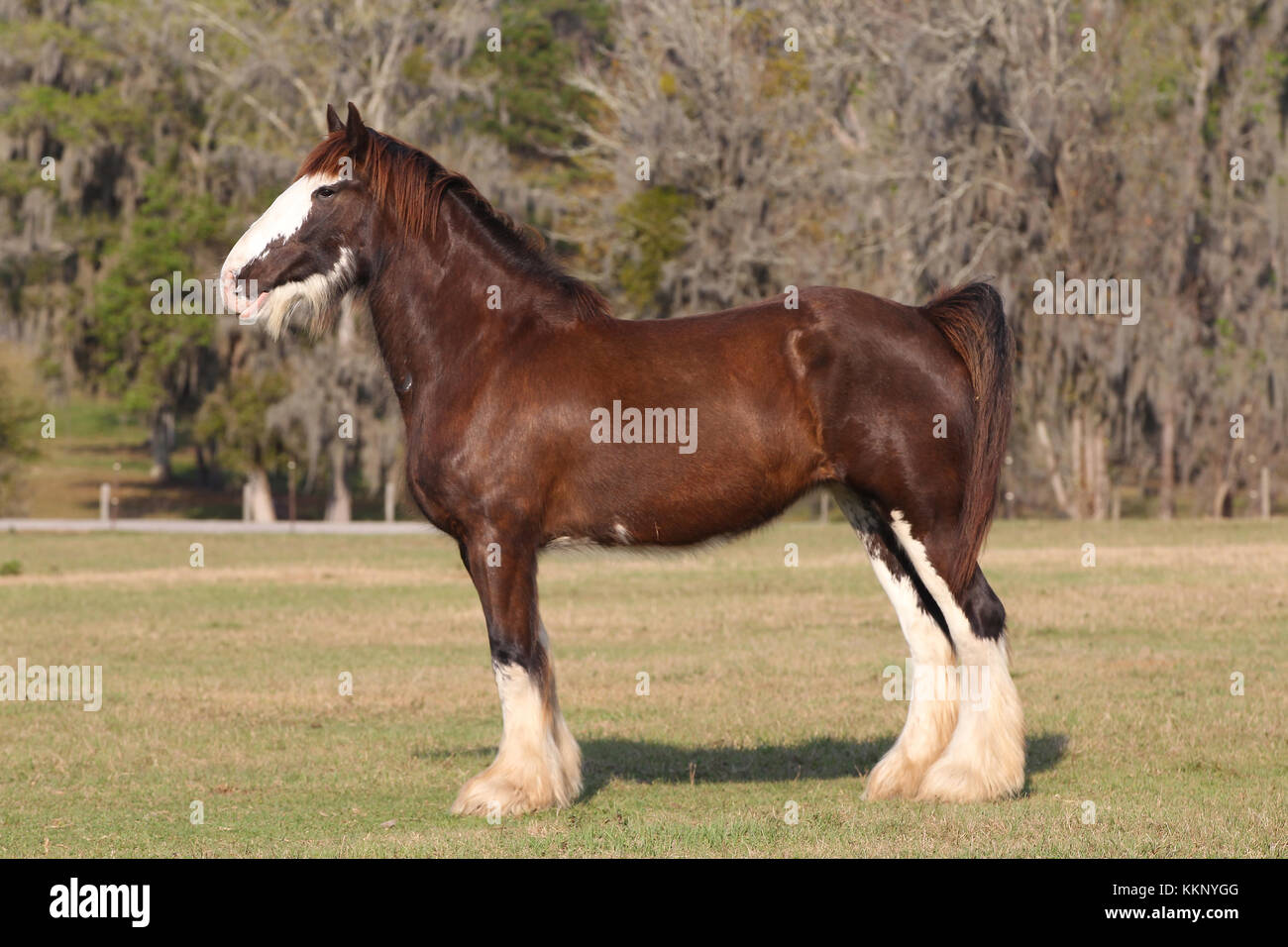 Das Clydesdale Pferd Stockfotos Und Bilder Kaufen Alamy