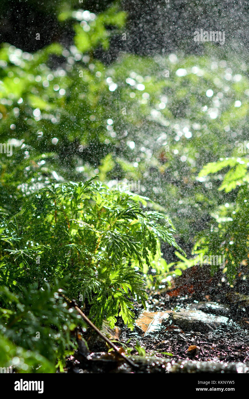 Regnet Waldboden Stockfoto