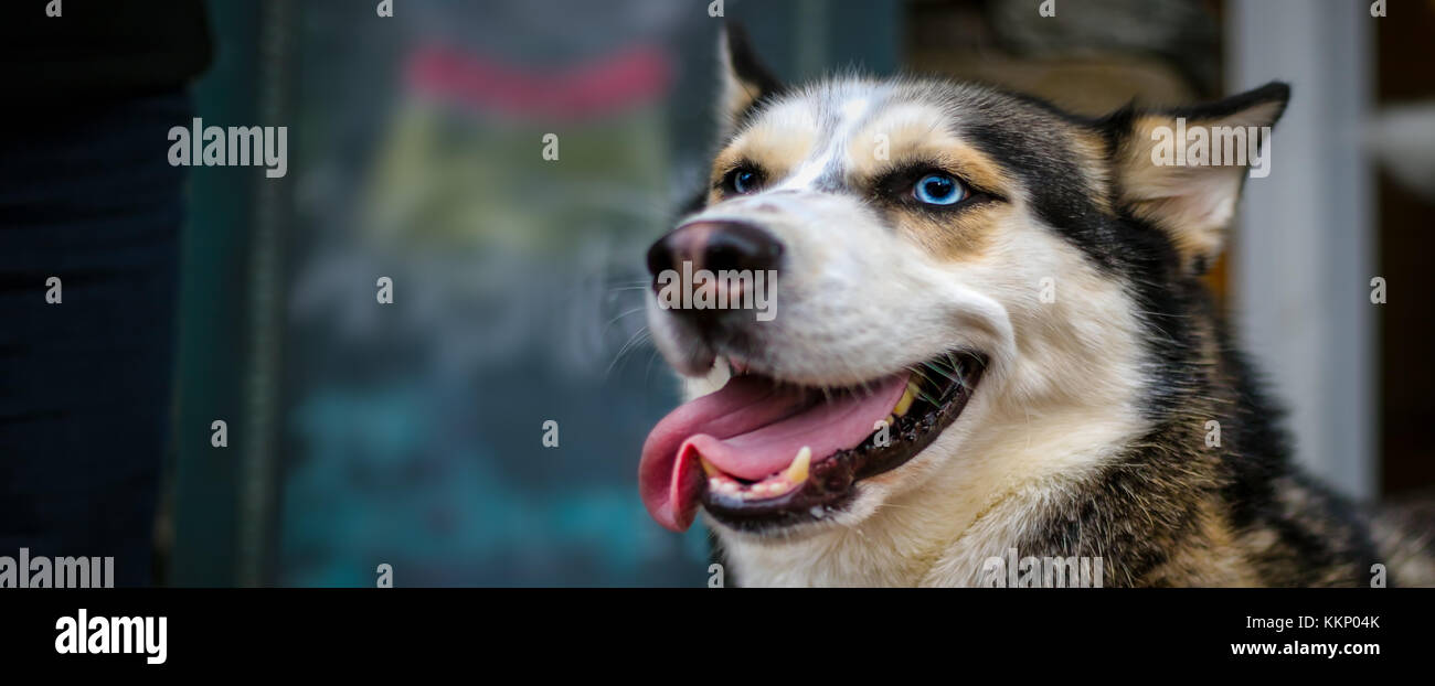 Ein schöner Hund, Husky, Malamute, nur in Occoquan, Virginia hängen. Stockfoto