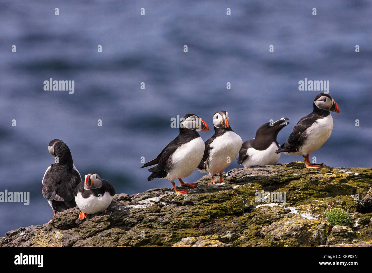 Atlantic puffin Fratercula arctica und Tordalk Alca torda auf Klippen Insel Lunga Treshnish-inseln Inneren Hebriden Argyll und Bute Schottland Großbritannien Stockfoto