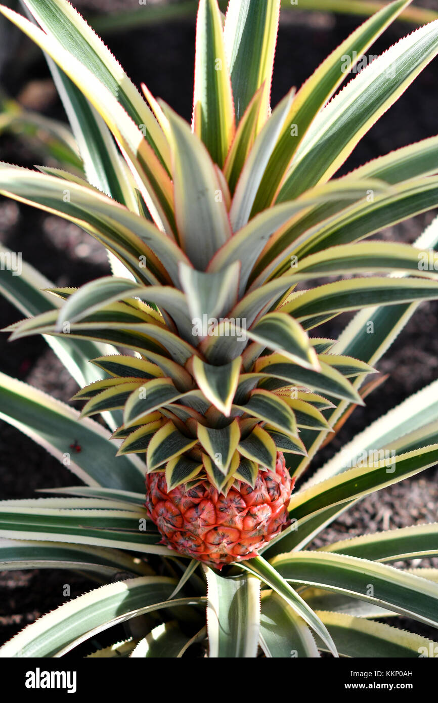 Tropische rote Haut Ananas Stockfoto