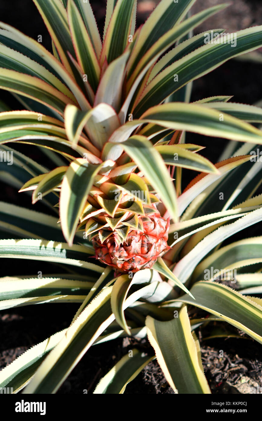 Tropische rote Haut Ananas Stockfoto