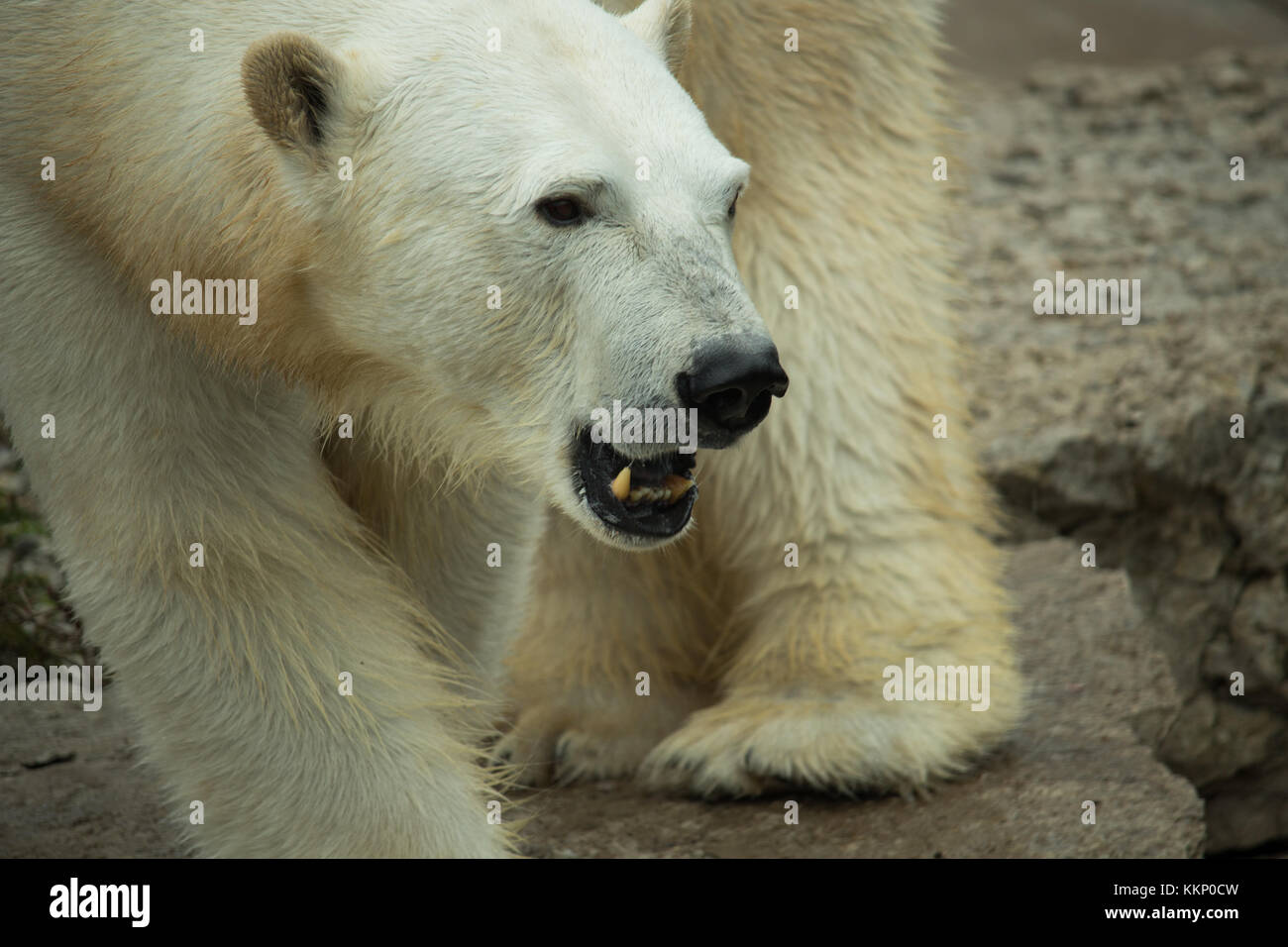 Eisbär stehend auf Felsen, ihre Zähne zeigen Stockfoto