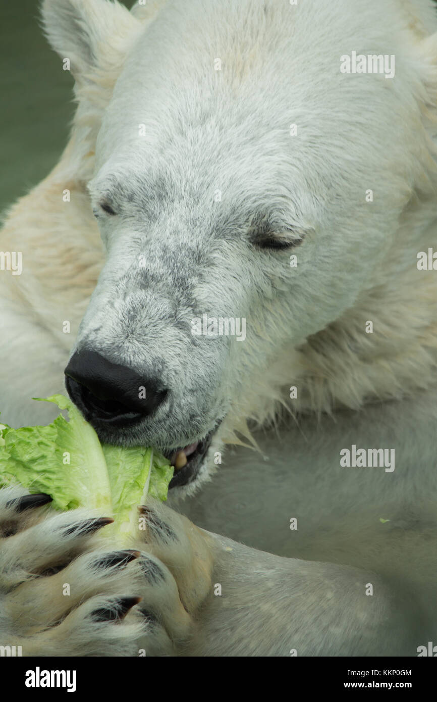 Close-up von Eisbär Gesicht beim Essen Salat Stockfoto