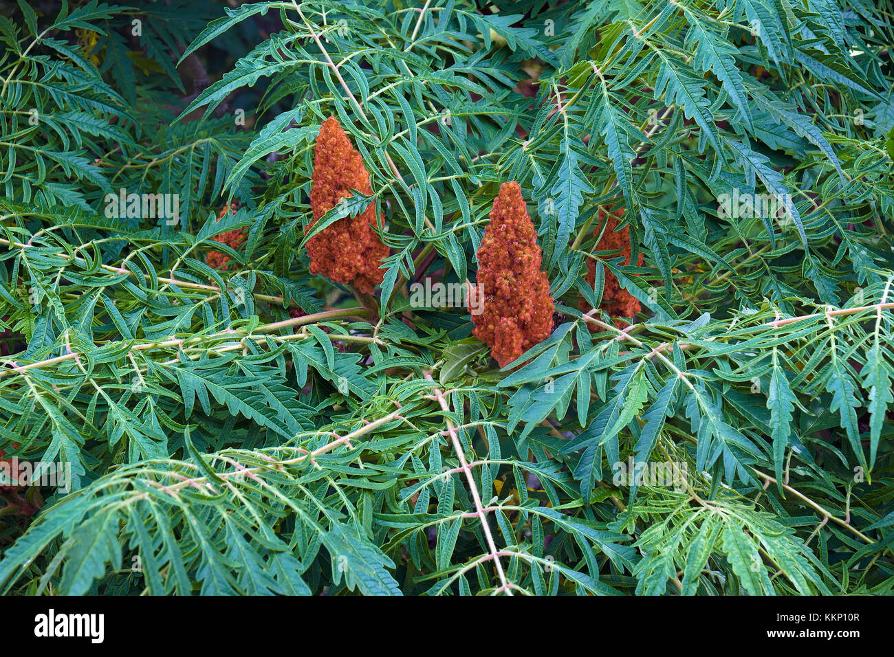 Cut-Blatt staghorn Sumac (rhus typhina Dissecta) Stockfoto