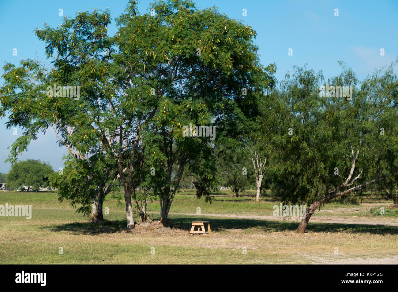 Tepeguaje und Honig Mesquite Bäume an eine vogelbeobachtung Grove in Weslaco, Texas. Stockfoto
