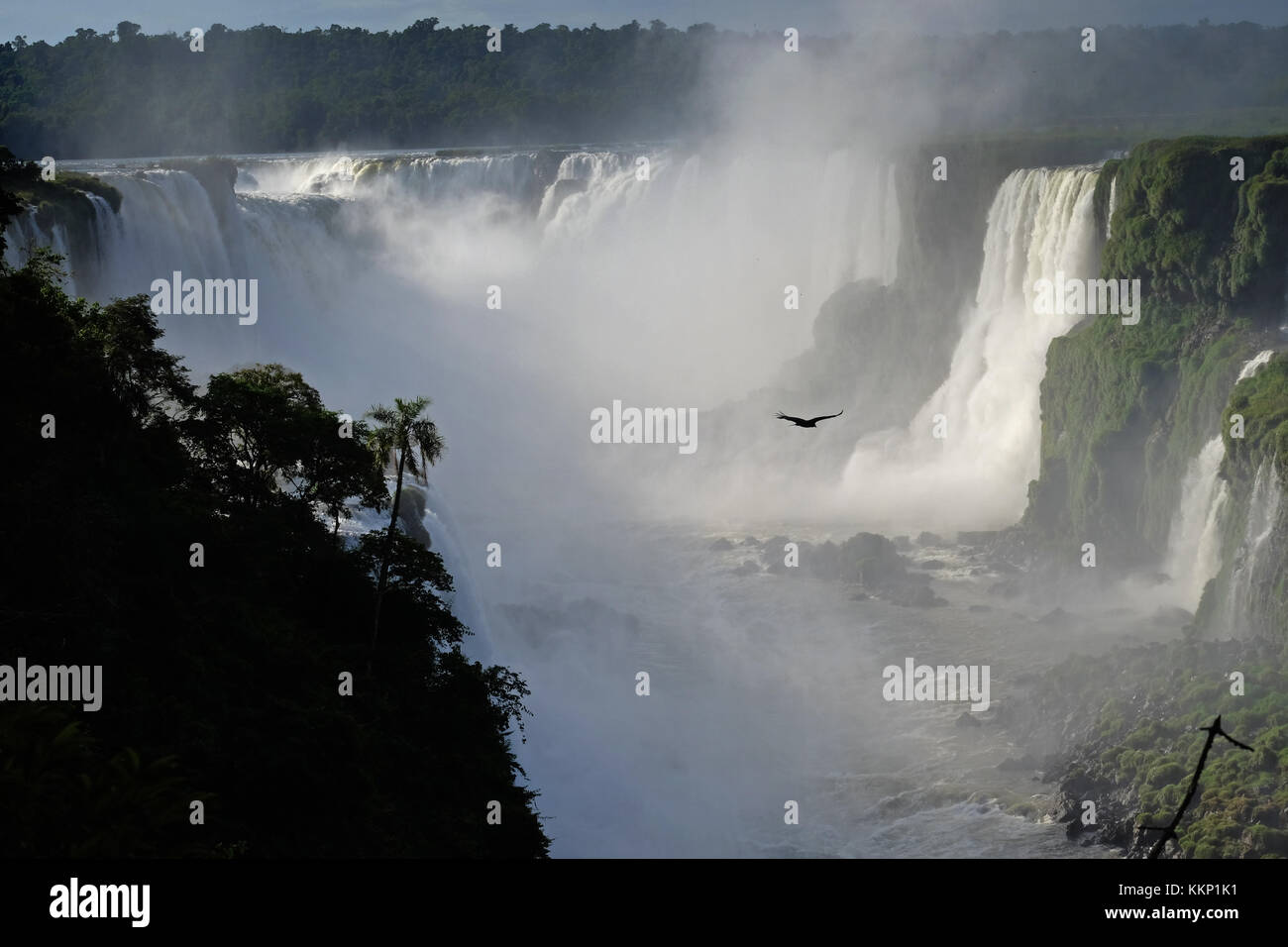 Vogel fliegen in den Teufelsschlund, Iguassu Falls Brasilien Stockfoto