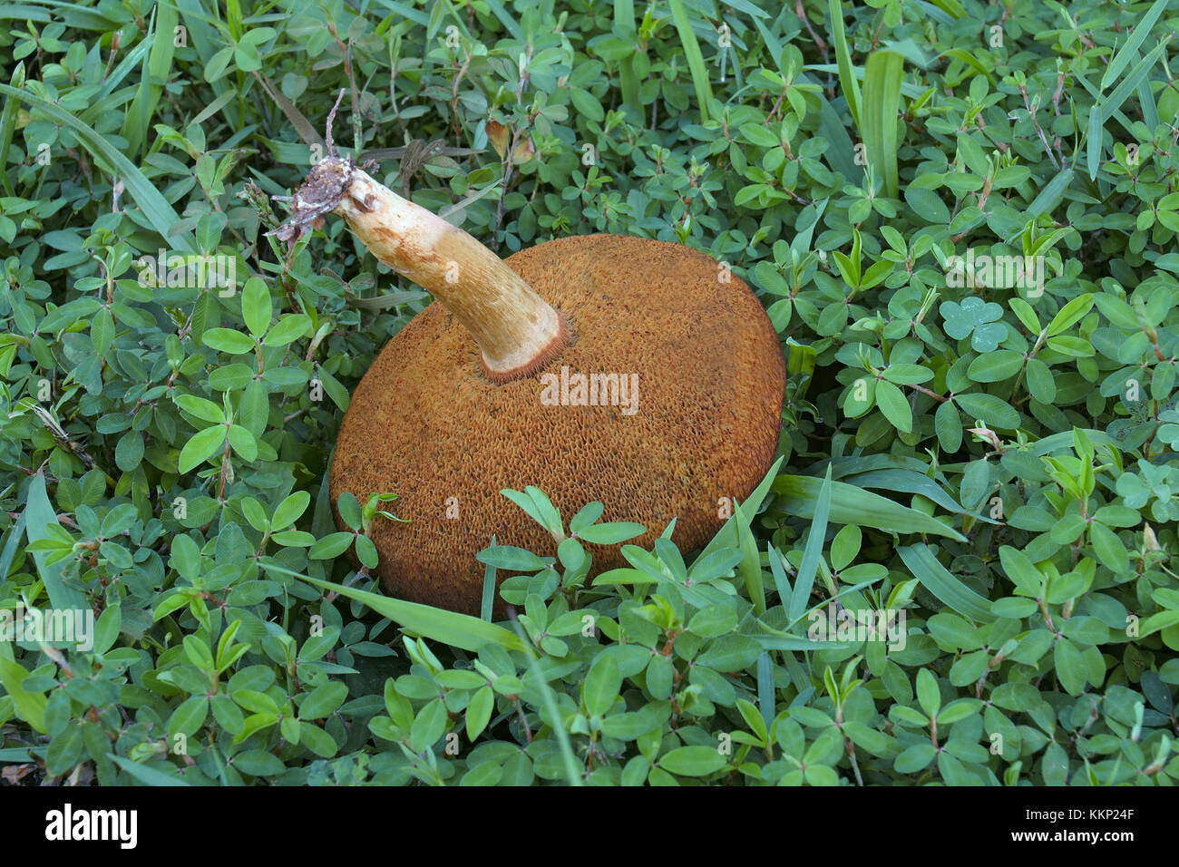 Velours bolete Pilz (xerocomus subtomentosus). aufgerufen, Braun und Gelb bolete bolete, langweilig Braun und Gelb - rissig bolete. Synonym: Steinpilze subto Stockfoto