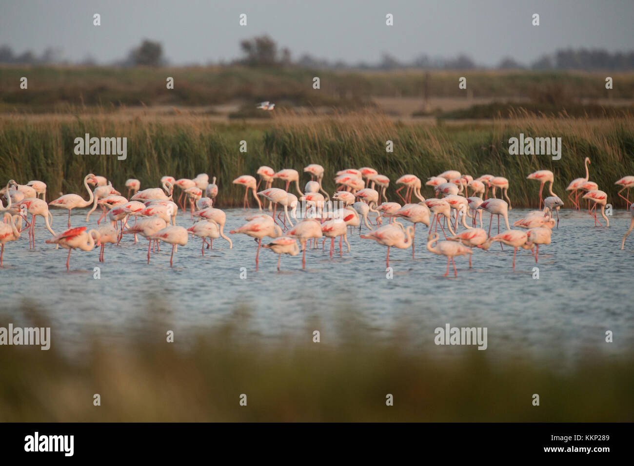 Mehr Flamingo (Phoenicopterus Roseus) Herde im Parc naturel régional de Camargue, Frankreich Stockfoto