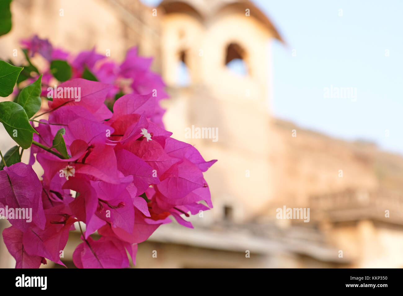Rosa Blüten im Garten der Chitrashala, Bundi Palace, Rajasthan, Indien Stockfoto