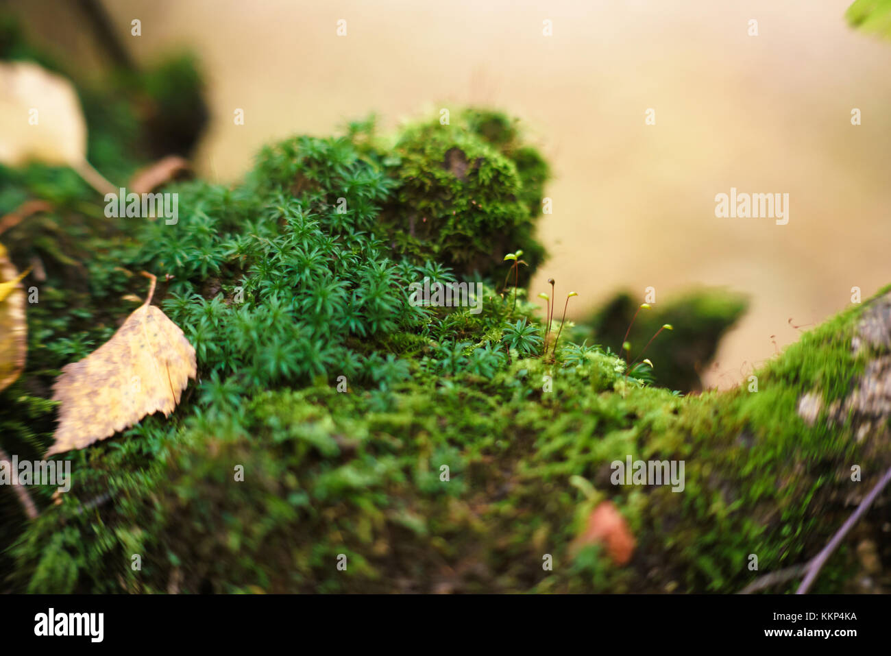 Die behaarte Pilze auf dem Stumpf und Moos auf einem Baumstumpf im Wald Stockfoto