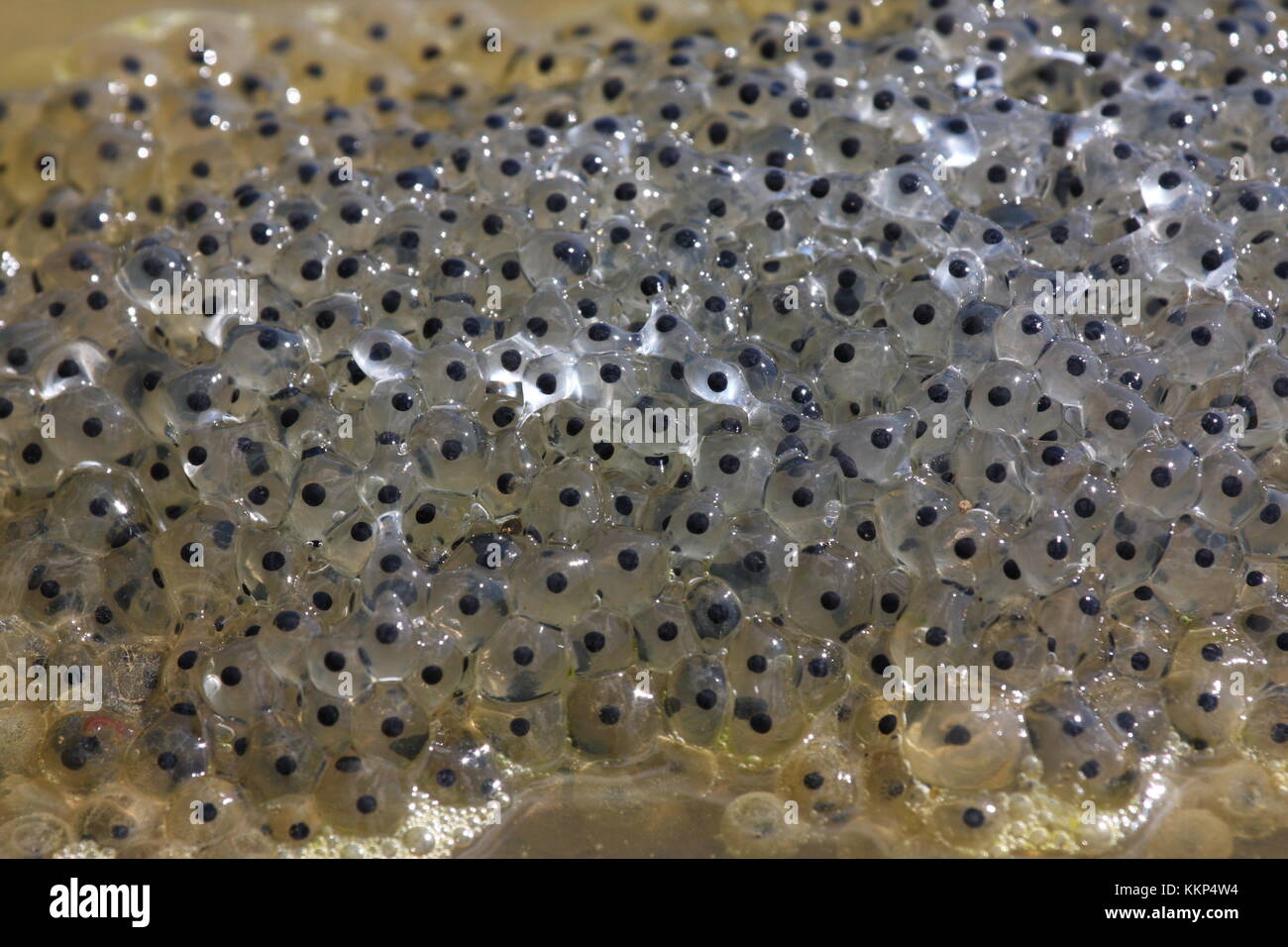 Frosch-Eiern Stockfoto