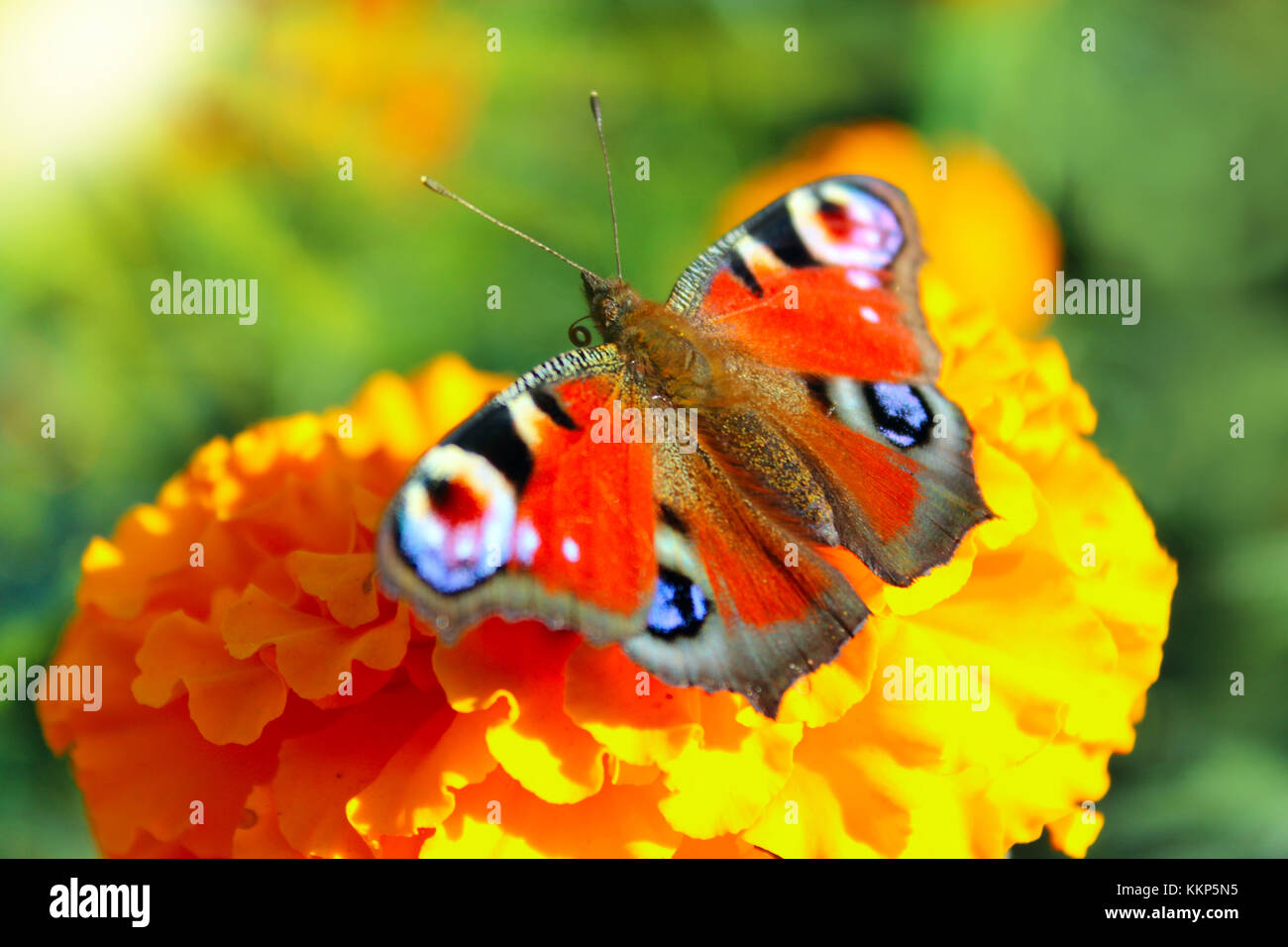 Makro von: butterfly Peacock eye Nektar sammeln auf der Tagetes im sonnigen Strahlen Stockfoto