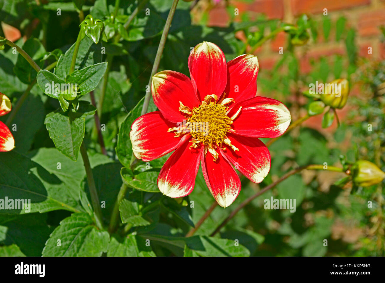 Blühende Dahlie collerette 'dJahr Fackel' in einem Garten Grenze Stockfoto
