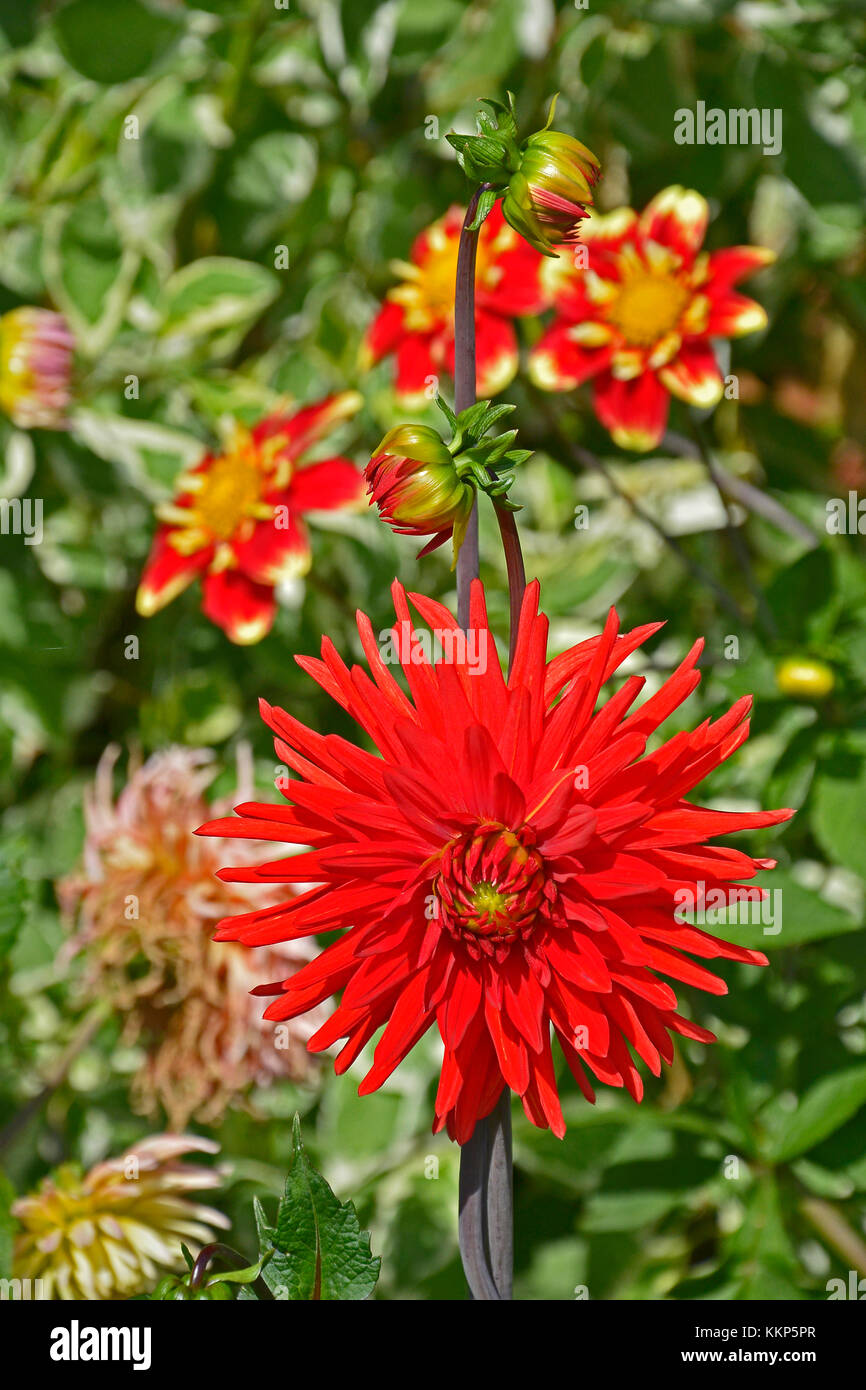 Blühende dahlien Kaktus "Berger" in einem Garten Grenze Stockfoto