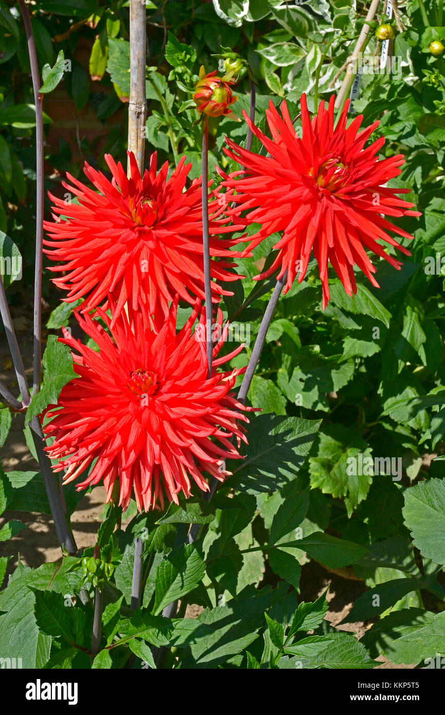 Blühende dahlien Kaktus "Berger" in einem Garten Grenze Stockfoto