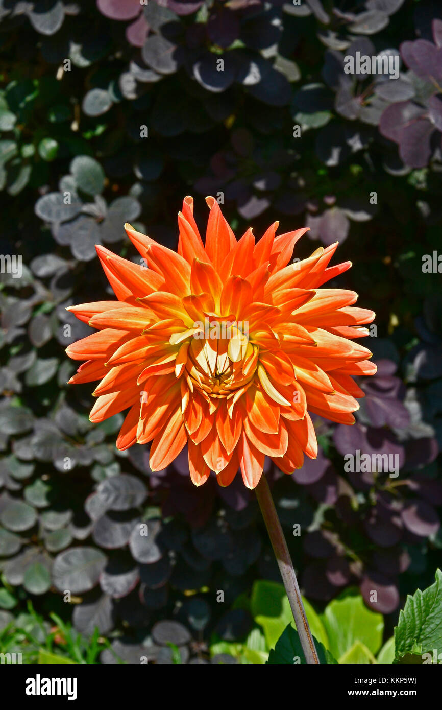 Blühende Dahlien Dekorative 'Motto' in einem Garten Grenze Stockfoto