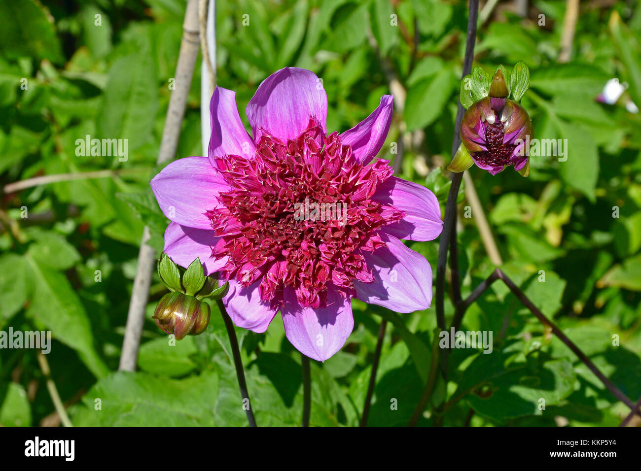 Blühende Dahlie 'Blue Bayou' in einem Garten Grenze Stockfoto