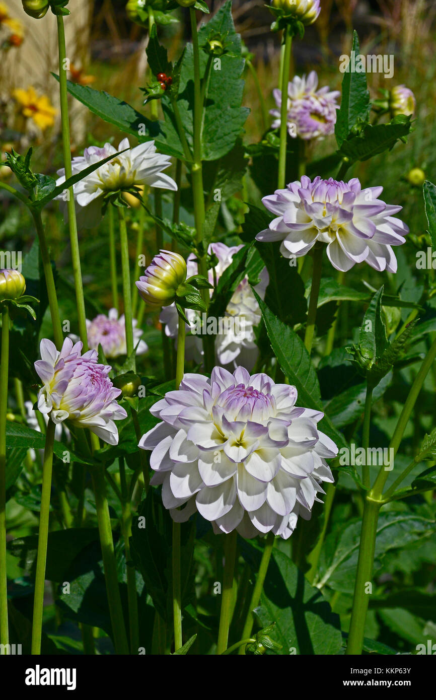 Blühende Dahlie 'Bud flanigan' in einem Garten Grenze Stockfoto