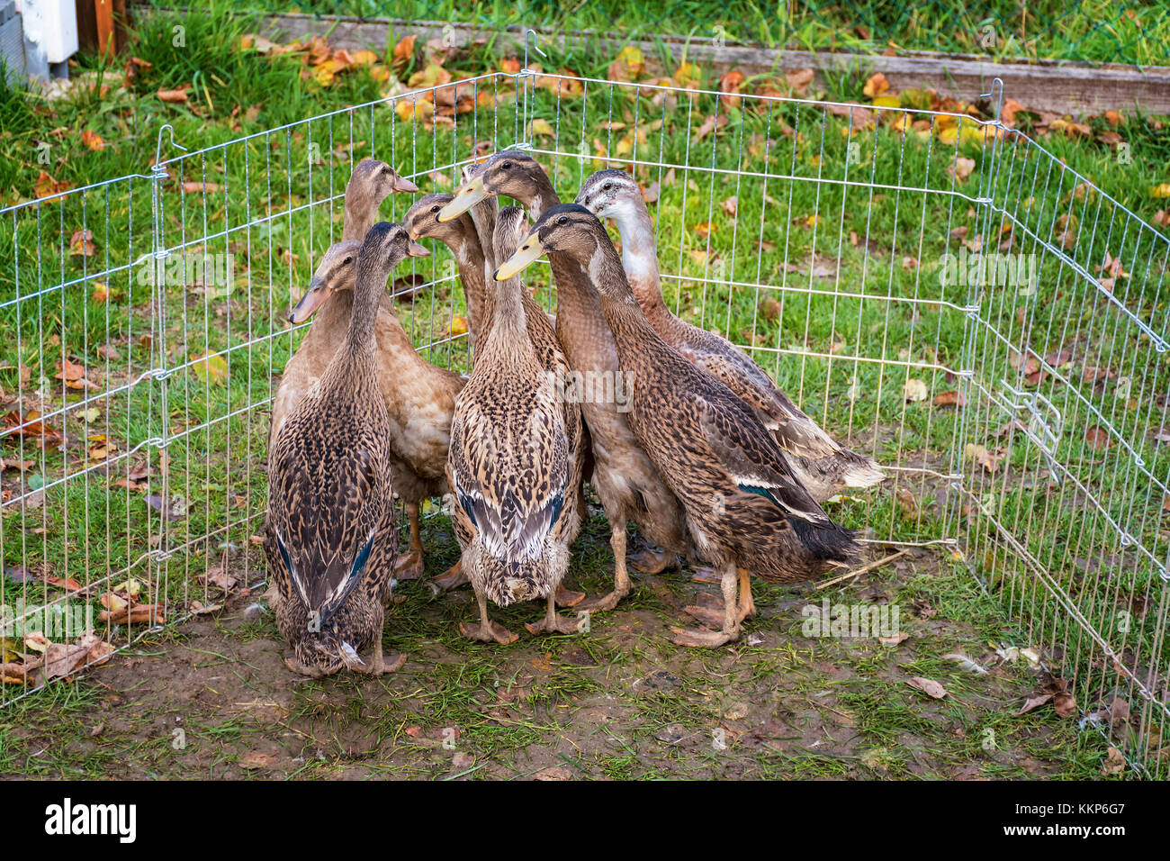 Herde junger indischer runner Enten in outdoor Ente pen Stockfoto