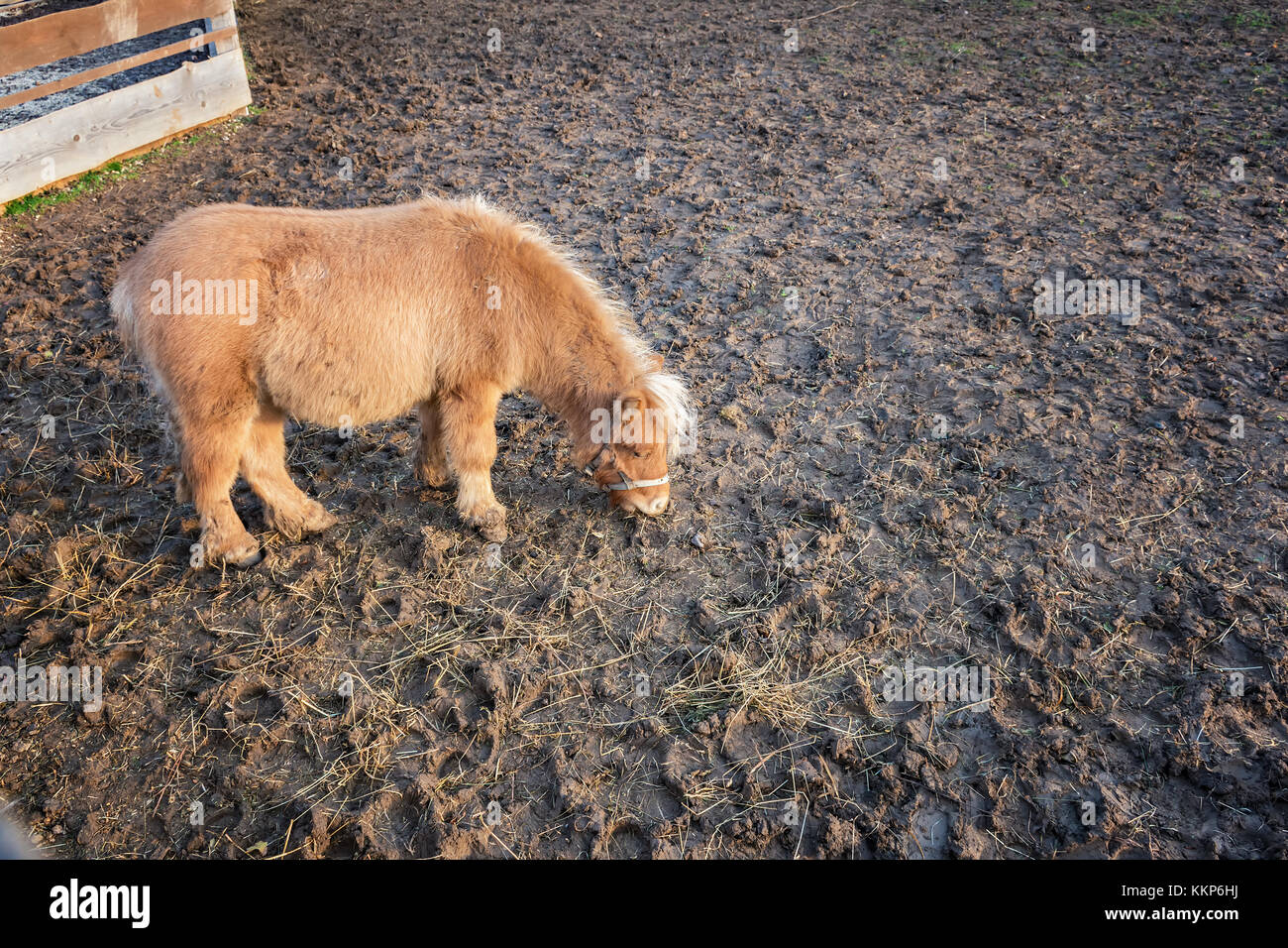 Junge Braune Shetland pony essen Heu Gras im Round Pen Stockfoto