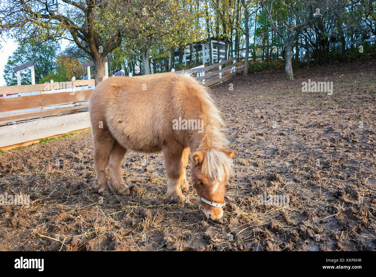 Junge Braune Shetland pony essen Heu Gras im Round Pen Stockfoto