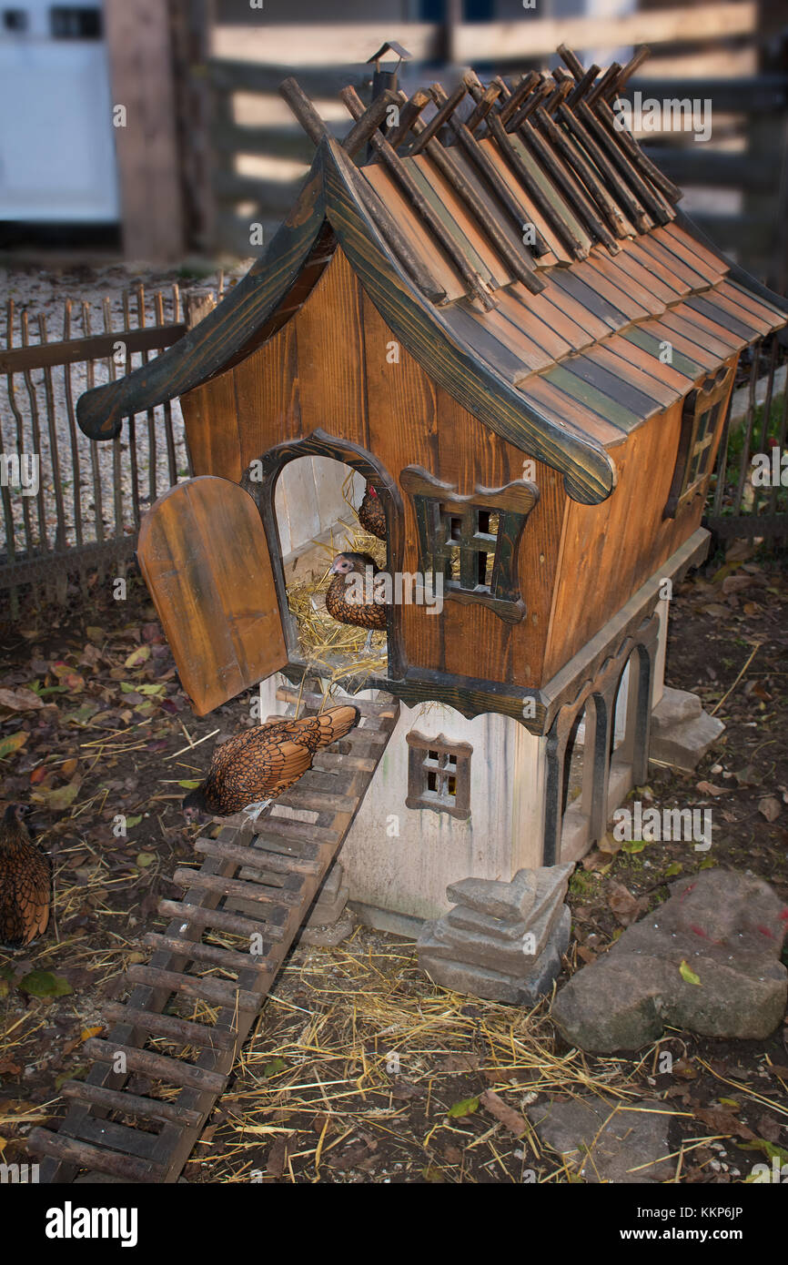 Golden geschnürt wyandotte Huehner zu Fuß aus Chicken House Stockfoto
