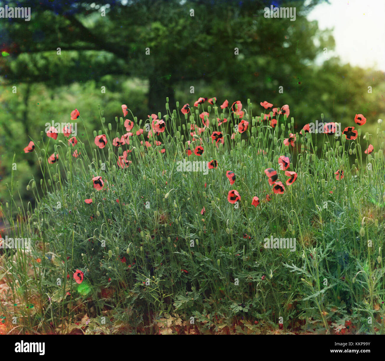 Dieses Bild zeigt eine Sammlung alter Mohnblumen, die wahrscheinlich auf Vintage-botanische Illustrationen oder erhaltene Mohnblumen verweisen. Das Bild spiegelt die Schönheit und Bedeutung des Mohns im historischen und kulturellen Kontext wider. Stockfoto