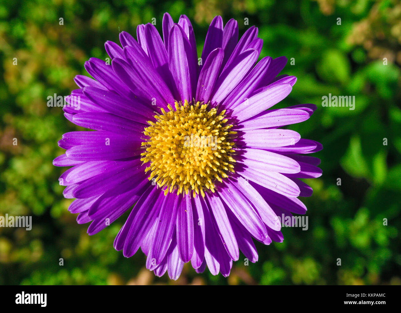 Leuchtend bunte Blumen Natur Blumen Paradies helle Farben Stockfoto