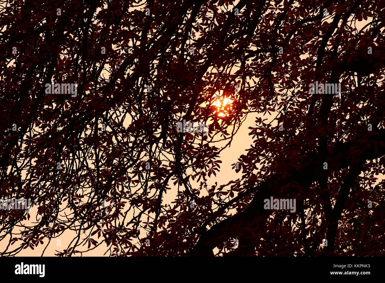 Sonne hinter einem Baum an einem Tag mit twilight Stimmung. Stockfoto