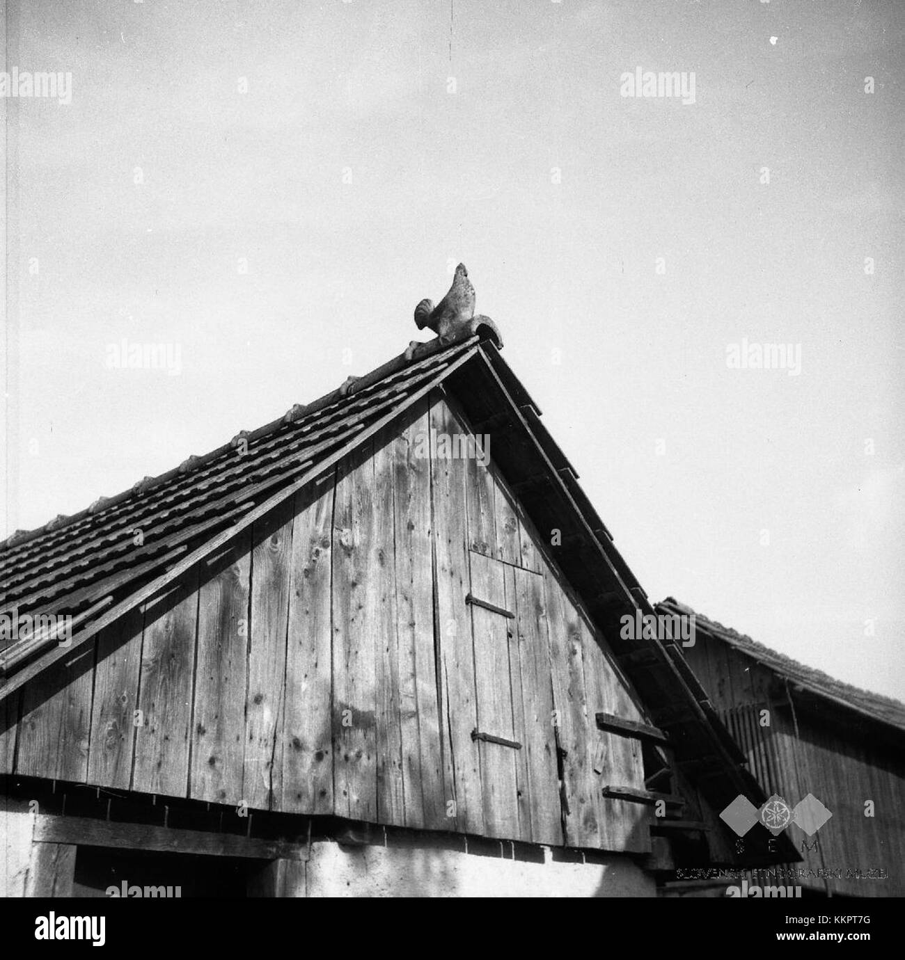 Diese Fotografie, aufgenommen von Franc Luzar in Dolenja Stara Vas, zeigt 1952 einen Hahn auf einem Dach aus Tonziegeln (Opeka). Das Bild stellt das ländliche Leben und die Architektur Sloweniens Mitte des 20. Jahrhunderts dar. Stockfoto