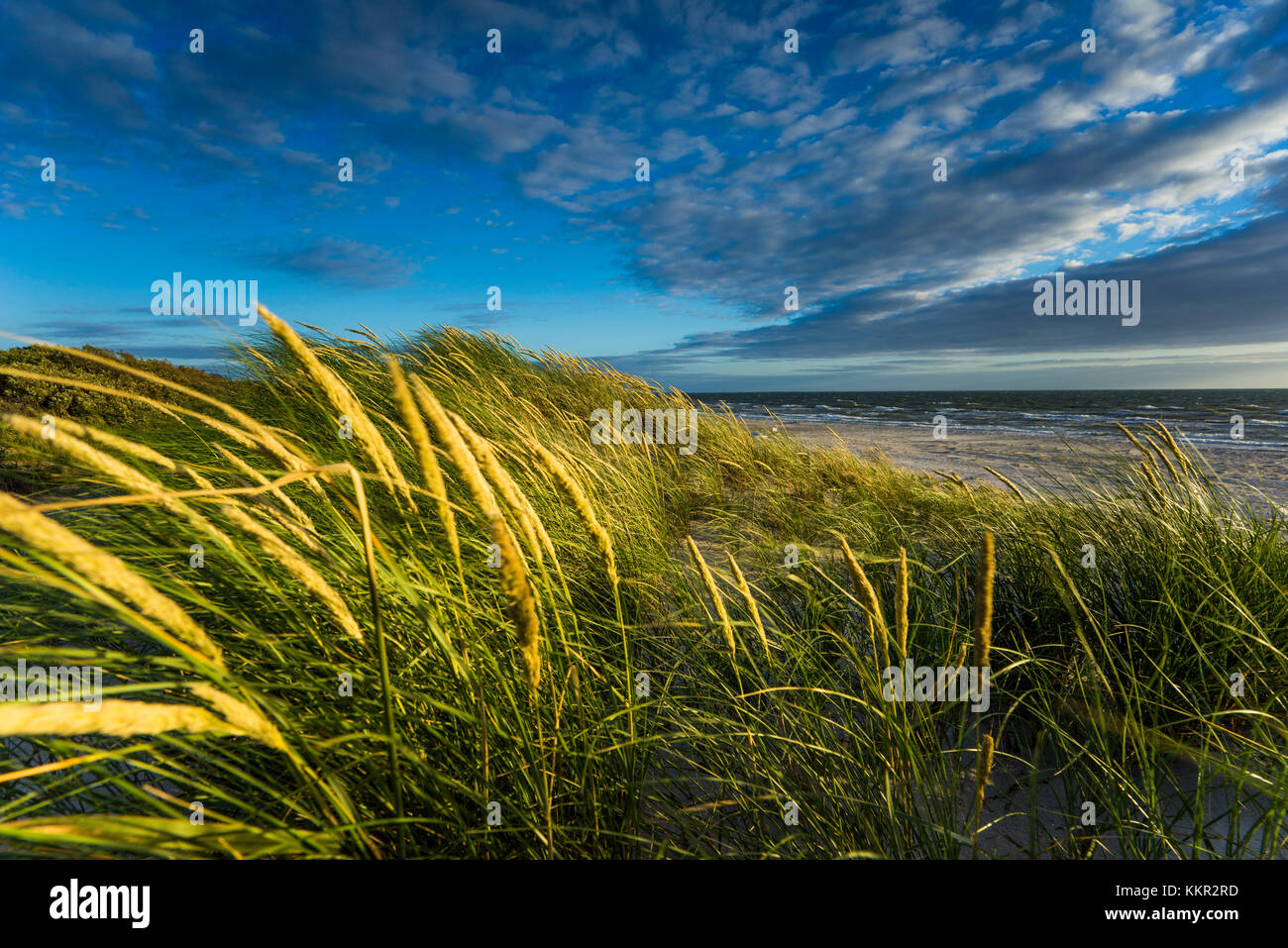 Baltic Beach mit marram Gras in der Sonne Stockfoto