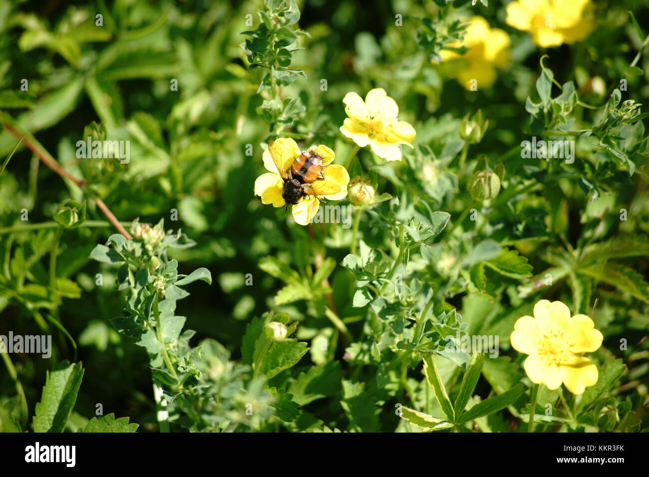 Makro Nahaufnahme eines Tachina fera auf einer gelben Blüte. Stockfoto