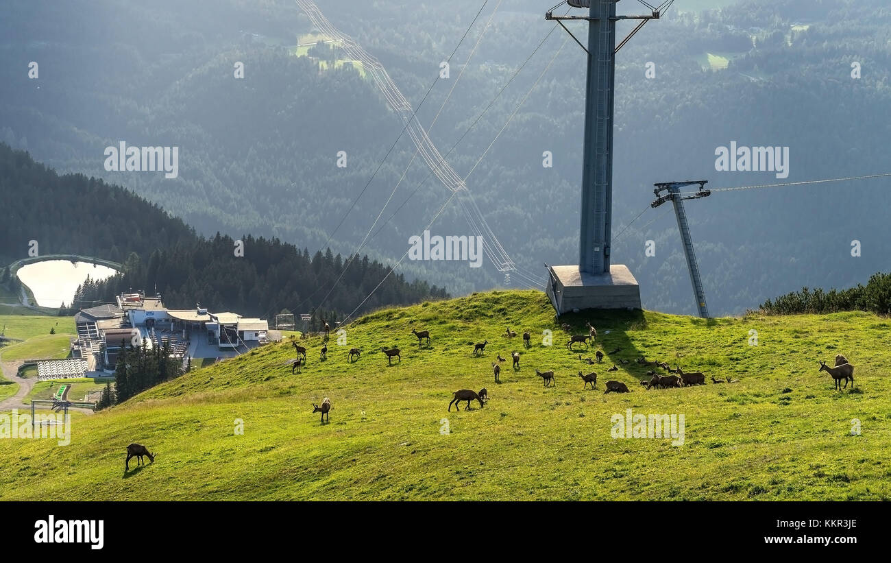 Chamoises grasen auf einer Skipiste im Sommer, Rosshütte Seefeld, Olympiaregion, Seefelder Plateau, Tirol, Österreich Stockfoto