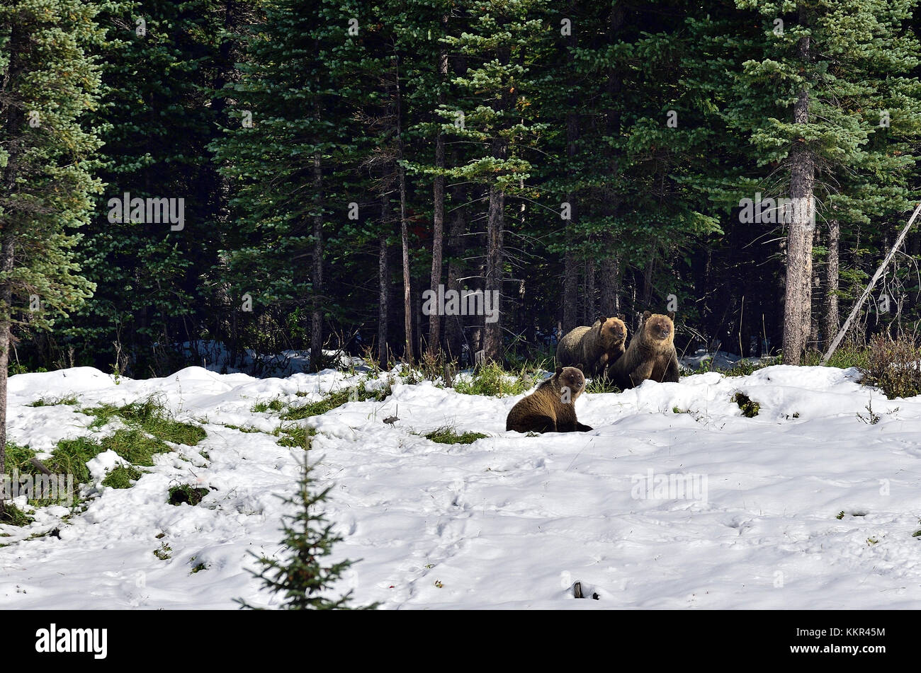 Drei Grizzlybären (Ursus arctos) frolcking im Schnee von Anfang Herbst in der Nähe von Cadomin Alberta Kanada Stockfoto