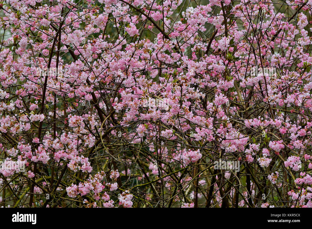 Rosa blühenden Strauch mit einer Fülle von Blumen der Arrowwood 'dawn