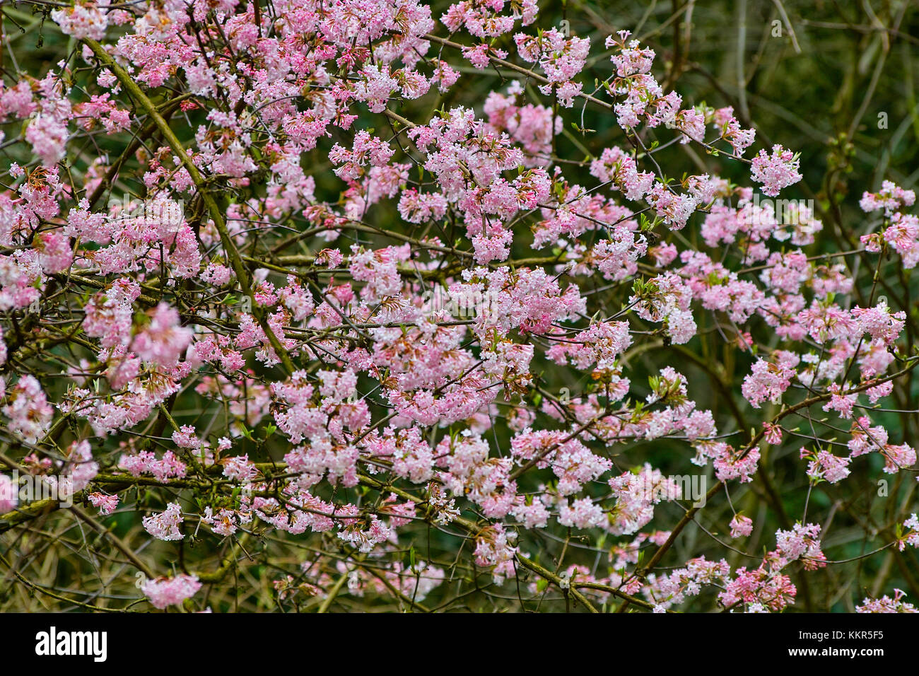 Rosa blühenden Strauch mit einer Fülle von Blumen der Arrowwood 'dawn