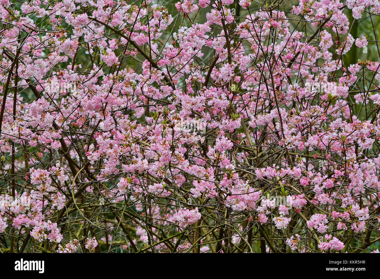 Rosa blühenden Strauch mit einer Fülle von Blumen der Arrowwood 'dawn
