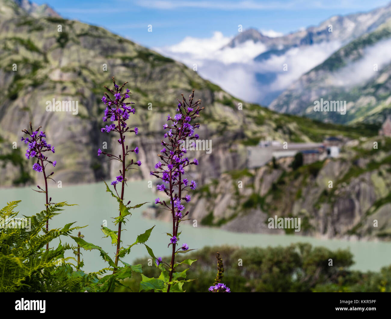 Alpine Leistungsbeschreibung - Thistle Stockfoto