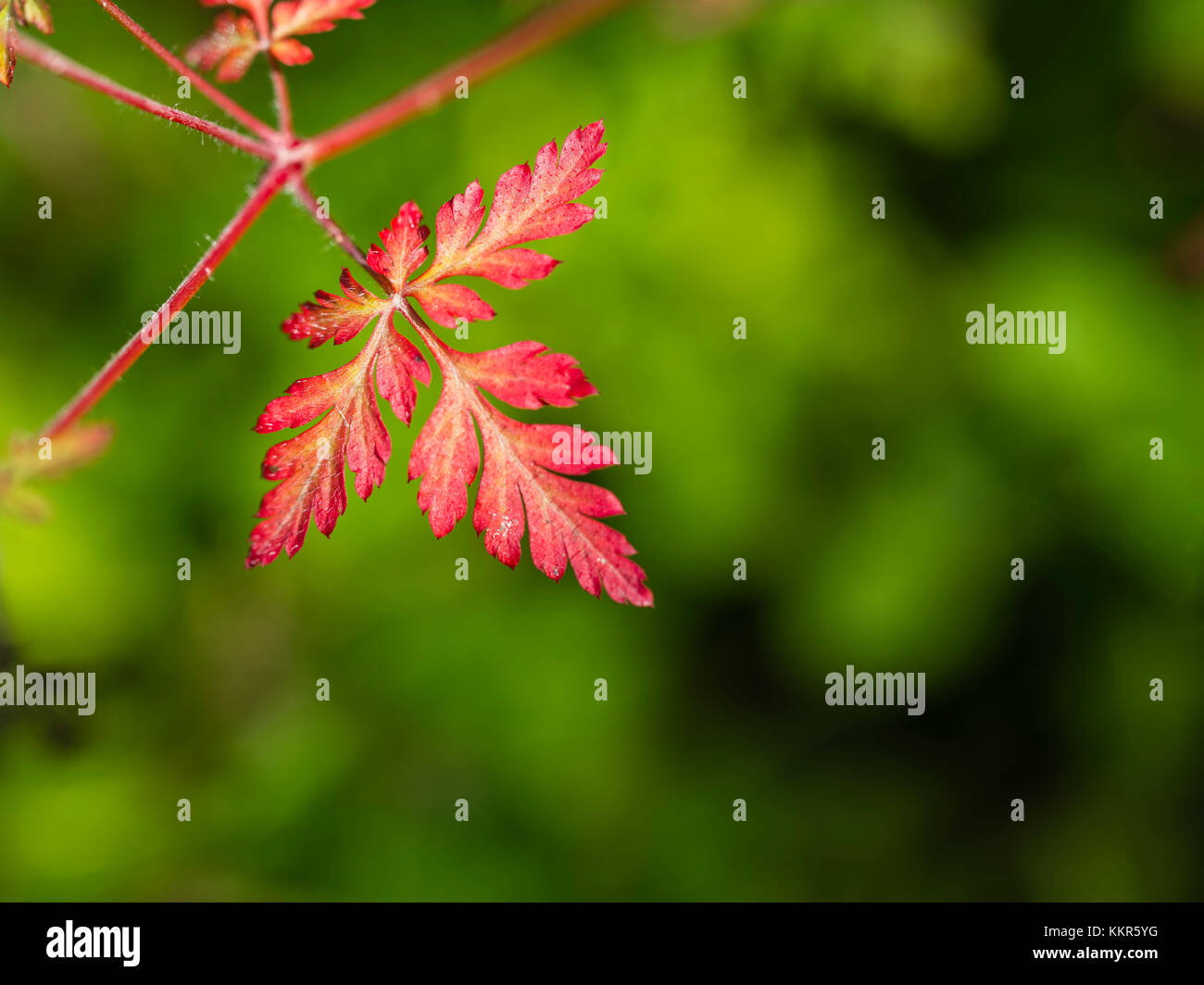 Red zarter Herbst Blatt vor grünem Hintergrund Stockfoto
