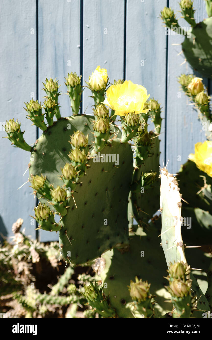 Nahaufnahme eines Kaktus, Opuntia engelmannii, mit gelben Blüten vor einer Holzwand. Stockfoto
