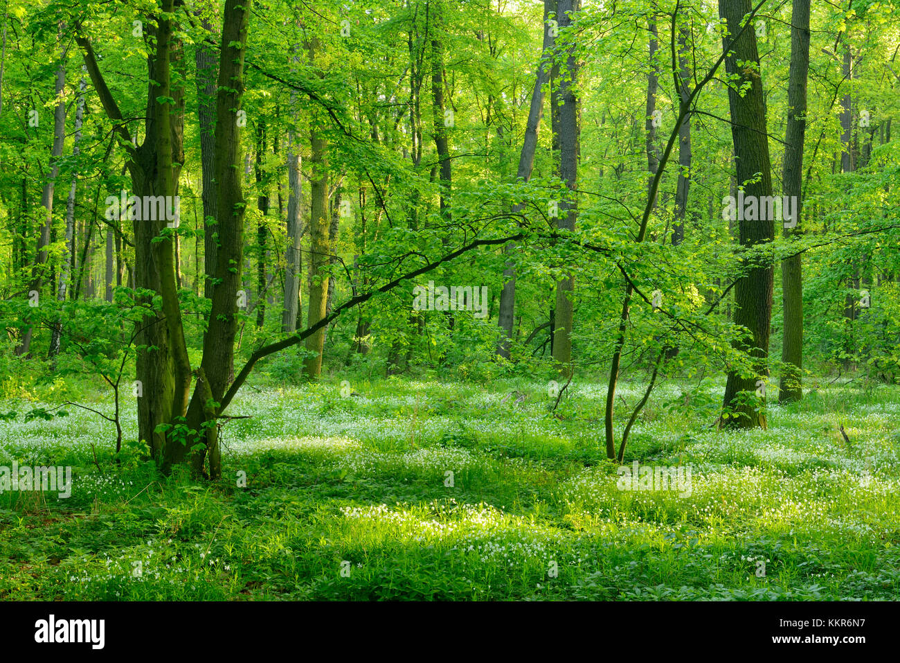 Naturnahe Laubwälder im Frühjahr, früh blühende Pflanzen bedecken den Boden, in der Nähe von freyburg, Sachsen - Anhalt, Deutschland Stockfoto