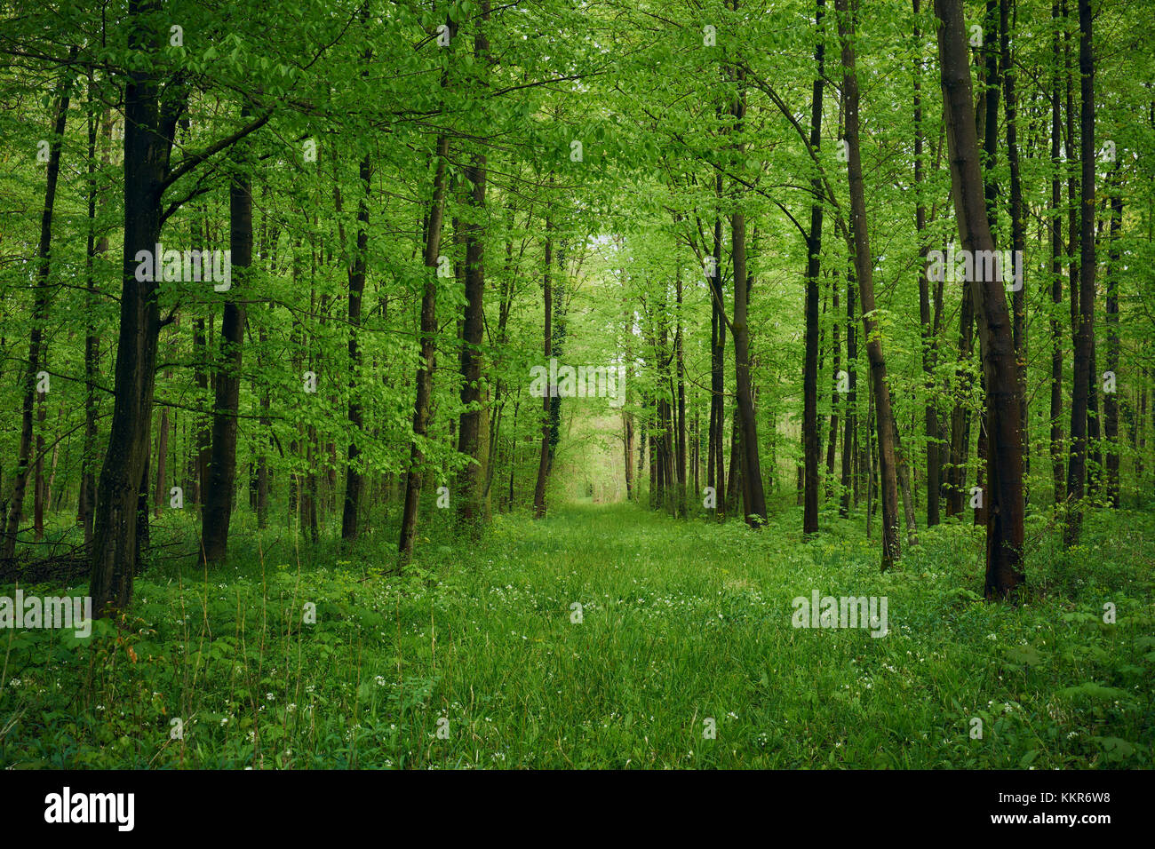 Wald im Frühling mit Bärlauch und unsichtbare Weg zu einer Lichtung Stockfoto