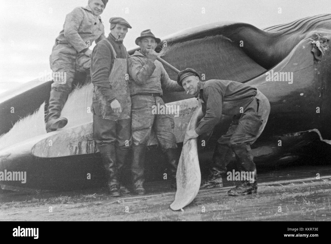 Männer der Besetzung des Fabrikschiffes 'Jan Wellem' der deutschen Walfangflotte am Unterkiefer eines Walkadavers, 1930er Jahre. Besatzungsmitglieder des Fabrikschiffes 'Jan Wellem' der deutschen Walfangflotte am Unterkiefer eines Walkadavers, 1930er Jahre. Stockfoto